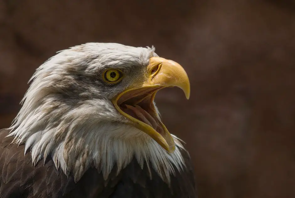 A close-up shot of a bald eagle in flight, taken with a telephoto lens