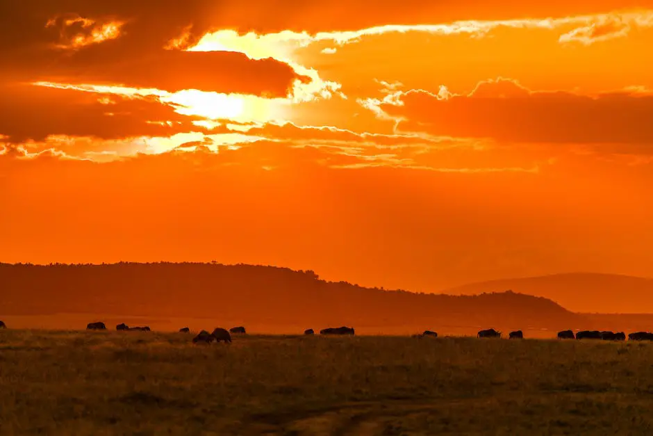 A photograph of wildlife photographers capturing a beautiful sunset over a vast savannah.