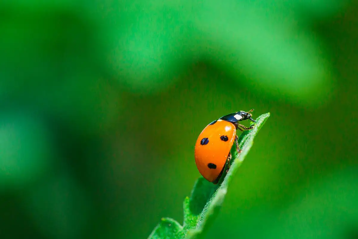 A close-up photograph of a ladybug on a green leaf taken with a macro photography lens.