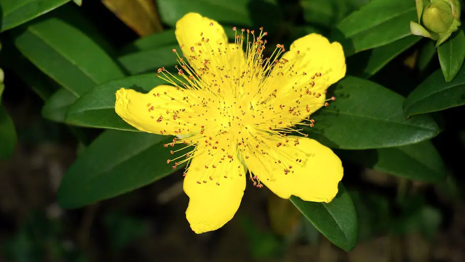 A close-up photograph of a bright yellow flower with thin petals surrounded by green leaves against a blurred background
