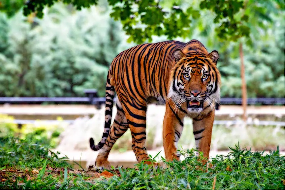 A close-up photo of a tiger in the wild, with vibrant colors and exquisite details.